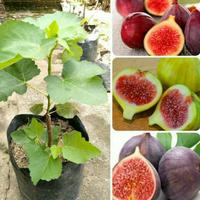 Gambar bibit buah tin merah dari MUTIARA-BIBIT ID undefined 2 Tokopedia