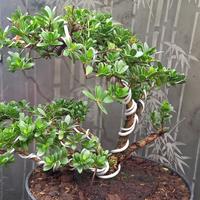 Gambar bonsai santigi mawar mikro dari Cantigi Garden House undefined 3 Tokopedia