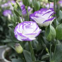 Gambar Benih Biji Bunga EUSTOMA PICOTEE Lisianthus dari LIGNO garden undefined 2 Tokopedia