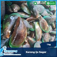 Gambar Kerang Ijo 1Kg / Kerang HIjau Segar /Kerang Ijo Bersih Hidup Segar dari Kampung Udang undefined 3 Tokopedia