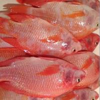 Gambar Ikan Nila Segar 1000gram dari Sakana Seafood undefined 3 Tokopedia