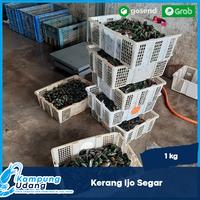 Gambar Kerang Ijo 1Kg / Kerang HIjau Segar /Kerang Ijo Bersih Hidup Segar dari Kampung Udang undefined 2 Tokopedia