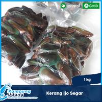 Gambar Kerang Ijo 1Kg / Kerang HIjau Segar /Kerang Ijo Bersih Hidup Segar dari Kampung Udang undefined 1 Tokopedia