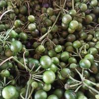Gambar Sayur Lenca-Leunca 1/2 Kg Fresh - 1/2 kg dari Sayuran Malam Shop undefined 3 Tokopedia