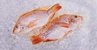 Gambar Ikan Nila Segar 1000gram dari Sakana Seafood undefined 2 Tokopedia