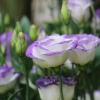 Gambar Benih Biji Bunga EUSTOMA PICOTEE Lisianthus dari LIGNO garden undefined 3 Tokopedia