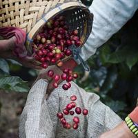 Gambar Kopi Ijen Raung (Exclusive single origin) - 200 gram dari Jaya Coffee Roasters undefined 4 Tokopedia