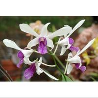 Gambar Anggrek Dendrobium mesangnil dari Raka syahdani orchid undefined 1 Tokopedia