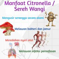 Gambar MINYAK SEREH WANGI MURNI 1000 ML (CITRONELLA OIL) - STANDAR EKSPORT dari Sahabat Atsiri Nusantara undefined 3 Tokopedia