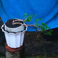 Gambar bonsai santigi dari Hand made barokah undefined 1 Tokopedia