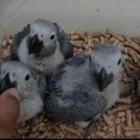 Gambar Baby Burung Afgrey / african grey jinak dari Galaxy Parrot undefined 2 Tokopedia