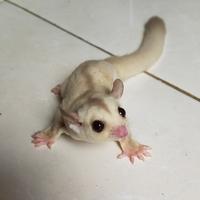 Gambar hewan lucu/sugar glider joey creamino jantan/tupai terbang dari SaudagarSG undefined 1 Tokopedia