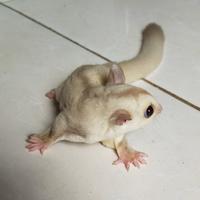 Gambar hewan lucu/sugar glider joey creamino jantan/tupai terbang dari SaudagarSG undefined 2 Tokopedia