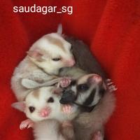 Gambar hewan lucu/sugar glider joey creamino jantan/tupai terbang dari SaudagarSG undefined 3 Tokopedia