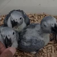 Gambar Baby Burung Afgrey / african grey jinak dari Galaxy Parrot undefined 1 Tokopedia