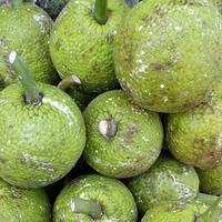 Gambar buah sukun dari Sayurpack undefined 1 Tokopedia