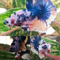 Gambar ikan cupang bluerim flamingo dasi merah putih topgrade dari JESTRI undefined 1 Tokopedia