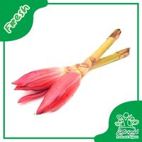 Gambar Kecombrang - Sayur Kendal - 500gr dari Sayur Kendal Menteng undefined 1 Tokopedia