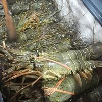 Gambar LOBSTER JUMBO SEEKOR BERAT 700GRAM-799GRAM PER EKOR dari Makmur Lautan Sentosa undefined 3 Tokopedia