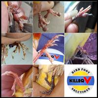 Gambar Salep Burung Killer V dari PET SEASON undefined 4 Tokopedia
