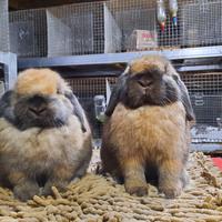 Gambar kelinci Holland lop show quality dari Kelinci Boboo undefined 1 Tokopedia