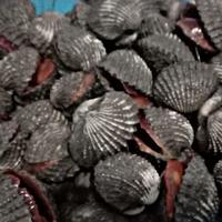 Gambar Kerang Darah Mentah 1 Kg Fresh dari Sayuran Malam Shop undefined 2 Tokopedia