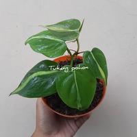 Gambar tanaman philodendron brasil/sri gading berazil dari tukang pohon undefined 2 Tokopedia