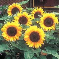 Gambar Biji Benih Bibit Sunflower Smile Kwaci Kuaci Besar Bunga Matahari dari Biji Benih undefined 1 Tokopedia