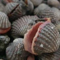Gambar Kerang Darah Mentah 1 Kg Fresh dari Sayuran Malam Shop undefined 1 Tokopedia