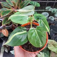 Gambar tanaman philodendron brasil/sri gading berazil dari tukang pohon undefined 1 Tokopedia