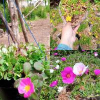 Gambar hebras krokot portulaca(1paket) dari morsha garden undefined 1 Tokopedia