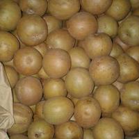 Gambar BUAH SEGAR SAWO MANIS PER 1KG dari Fresh Fruit Shop1 undefined 3 Tokopedia