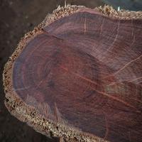 Gambar bahan kayu galih nagasari petir galih padat dari Aziz handycraft undefined 1 Tokopedia