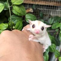 Gambar White face creamino sugar glider jantan perfectttttt dari MORO MARI PETFARM undefined 2 Tokopedia