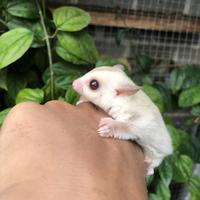 Gambar White face creamino sugar glider jantan perfectttttt dari MORO MARI PETFARM undefined 1 Tokopedia