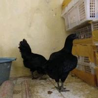 Gambar Ayam Cemani Indukan Siap Produksi dari Cemani Official undefined 1 Tokopedia