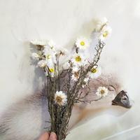 Gambar Preserved flower import | Acrolinium dari preserved flower jkt undefined 2 Tokopedia