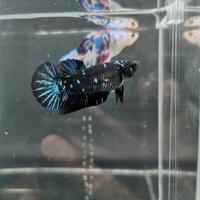 Gambar ikan cupang female avatar rintik totol size M+ dari valen electronic store undefined 1 Tokopedia