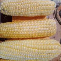 Gambar jagung manis kupas 1 kg dari Rumbo Sayur undefined 1 Tokopedia