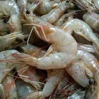 Gambar udang segar harga termurah dari sas crew undefined 3 Tokopedia