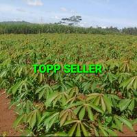 Gambar 1 kg bibit ketela pohon/singkong rasa mentega Super besar dari TOPP SELLER undefined 3 Tokopedia