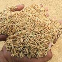 Gambar 1000 gram GABAH PADI SUPER JAWA TIMUR (PREMIUM QUALITY) dari TOPP SELLER undefined 3 Tokopedia