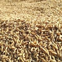 Gambar 1000 gram GABAH PADI SUPER JAWA TIMUR (PREMIUM QUALITY) dari TOPP SELLER undefined 2 Tokopedia