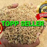 Gambar 1000 gram GABAH PADI SUPER JAWA TIMUR (PREMIUM QUALITY) dari TOPP SELLER undefined 1 Tokopedia