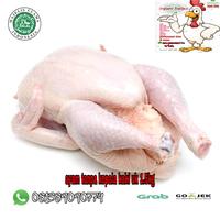 Gambar ayam potong pala kaki PKK uk 1.5kg - pot 14 dari Ayam balap 25 undefined 3 Tokopedia