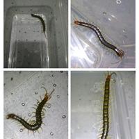 Gambar Kelabang hidup 7 - 8 cm untuk pakan ikan arwana dari Shatshushop undefined 2 Tokopedia