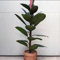 Gambar tanaman hias karet kebo/ficus elastica dari Babeh store flowers undefined 2 Tokopedia