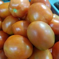 Gambar tomat apel kualitas super - 1000 gram dari kios sayur segar adrian undefined 1 Tokopedia