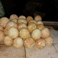 Gambar kelapa tua per buah/ bisa di kupas dari kios sayur segar adrian undefined 3 Tokopedia
