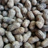 Gambar kacang tanah dari kios sayur segar adrian undefined 1 Tokopedia